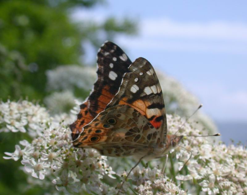 Vanessa cardui